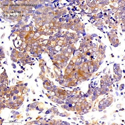 Anti-caspasa -3 conill PAB